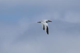 Red-billed Tropicbird